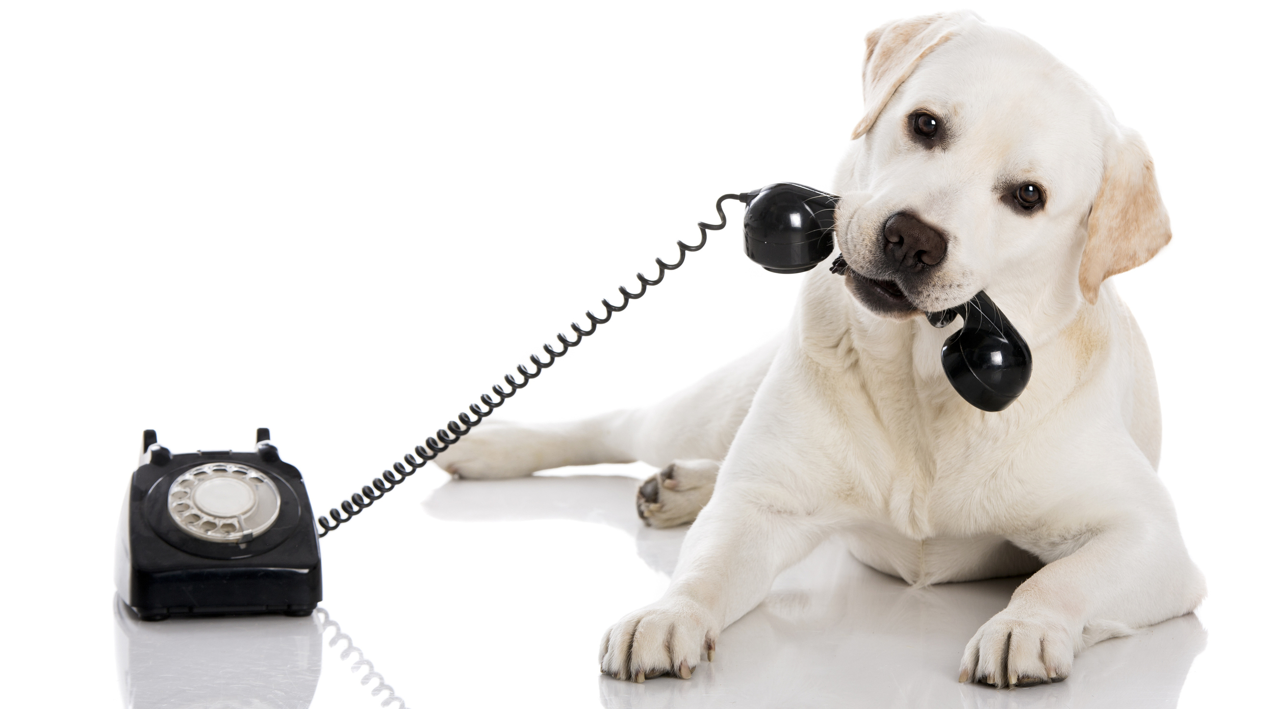 chien_telephone.jpg